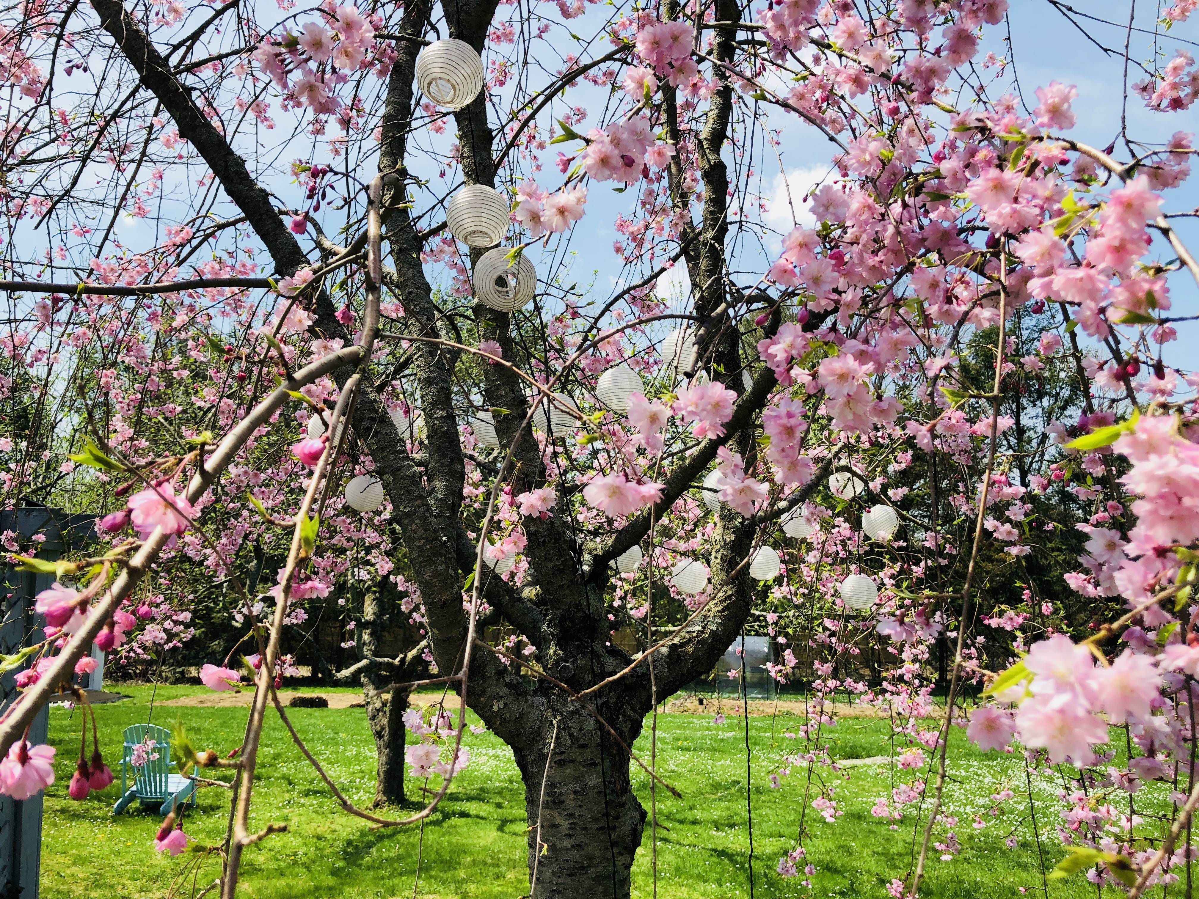 25 Japanese Flowering Cherry Blossom Tree Seeds