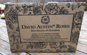 David Austin roses