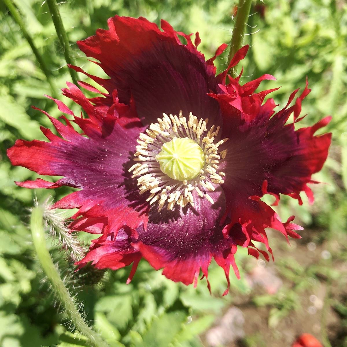 The Poppies - Seed to Sprout, image size:1200x1200